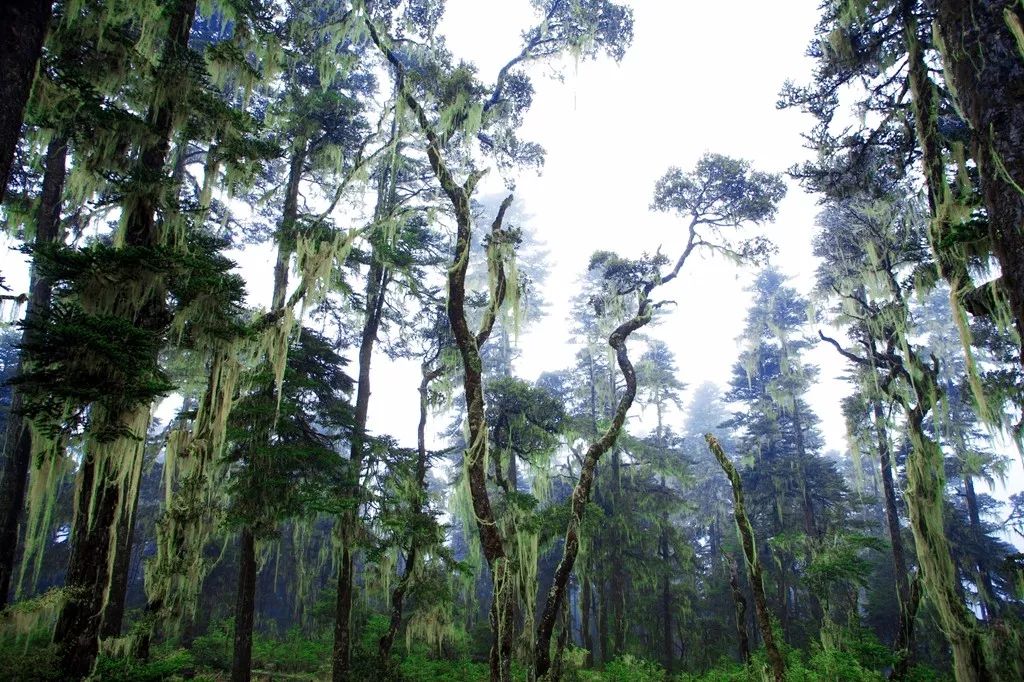 沿白水河一路往上,约3小时后可到达菩萨洞瀑布;穿过莽莽榛榛的原始