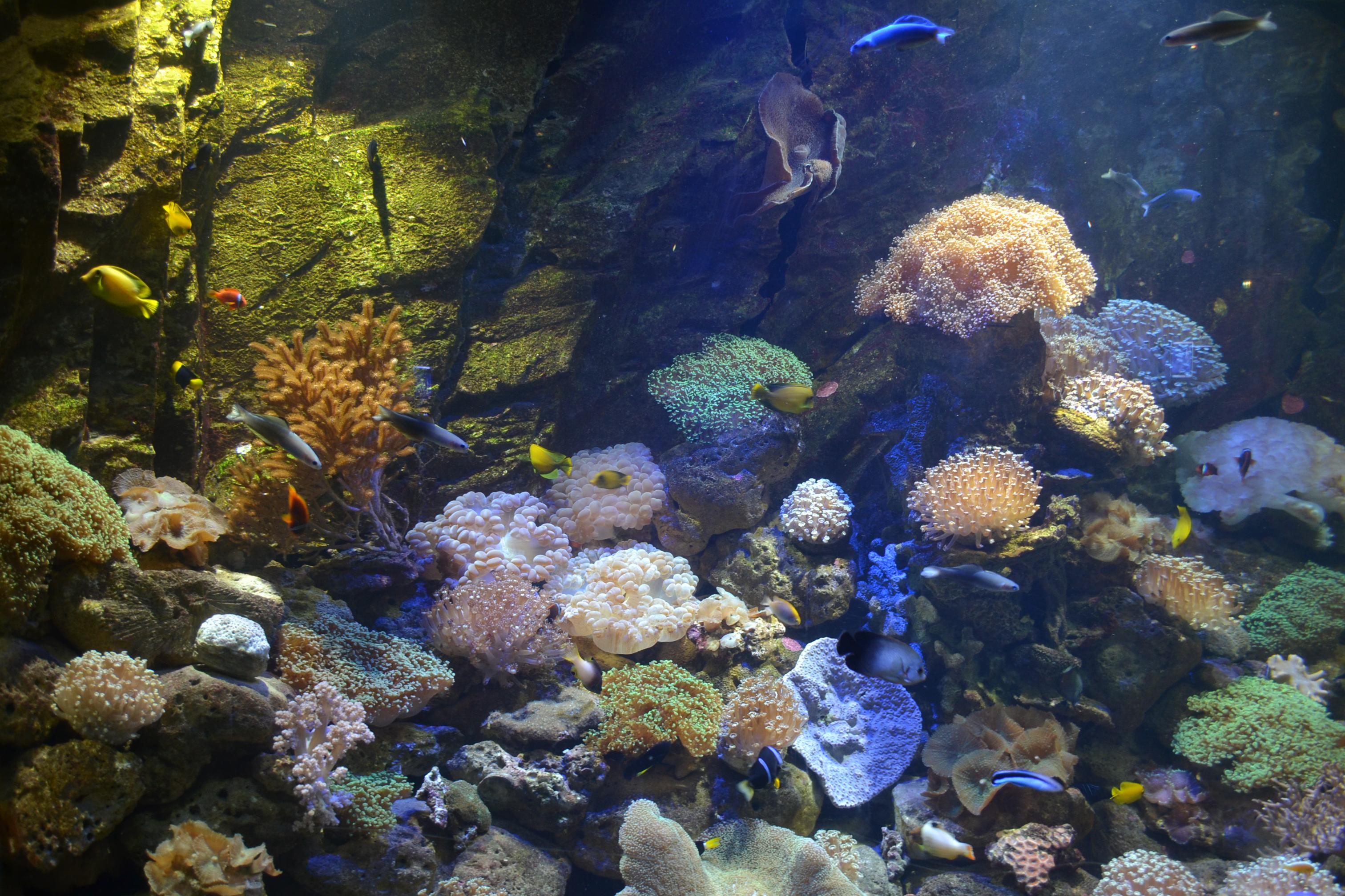 在色彩丰富的珊瑚鱼中,有时还能看见鳐鱼这里海底有一些陡坡和水下