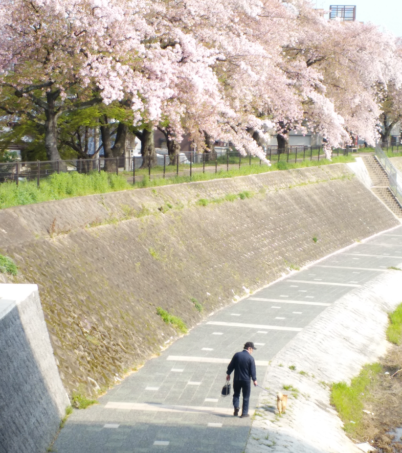 京都自助遊攻略