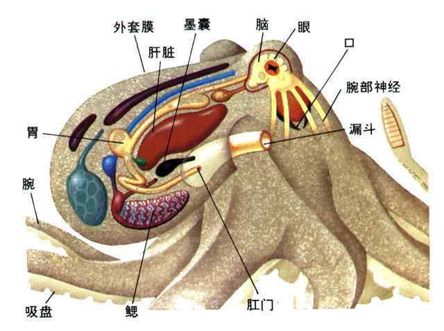 章鱼的超能力