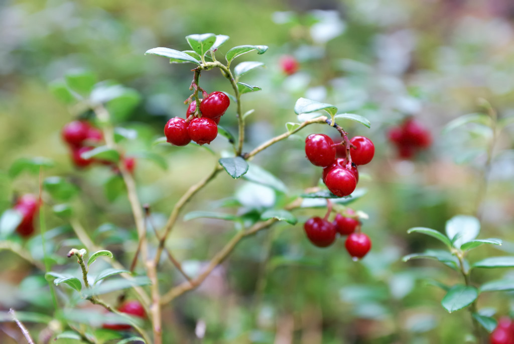 越橘莓 lingonberry
