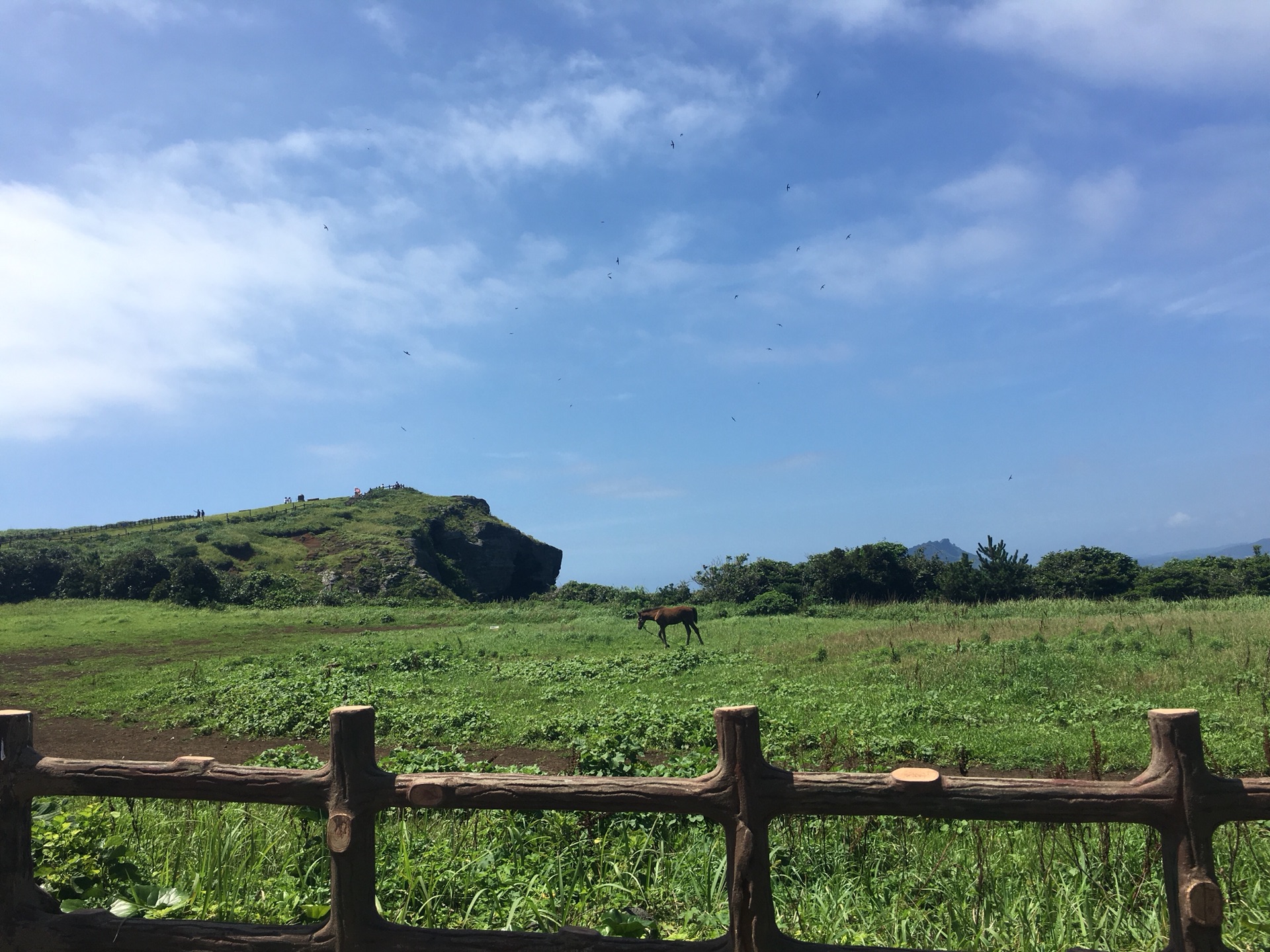 濟州島自助遊攻略