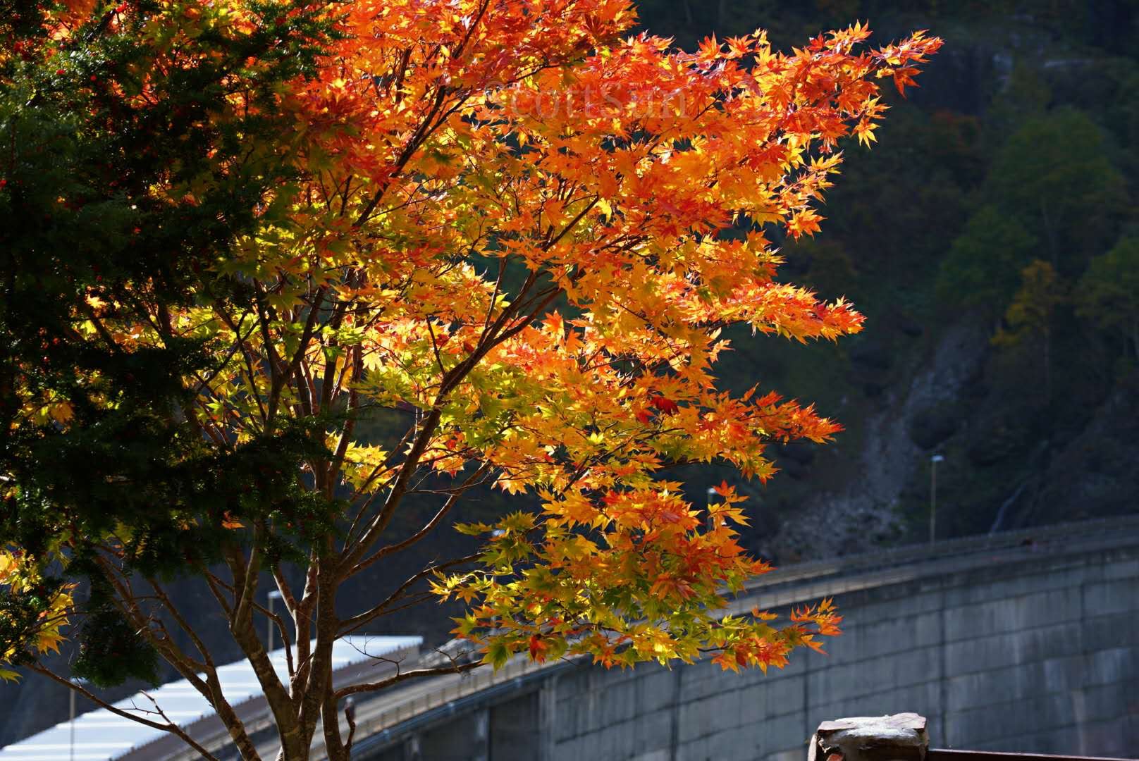 北海道自助遊攻略