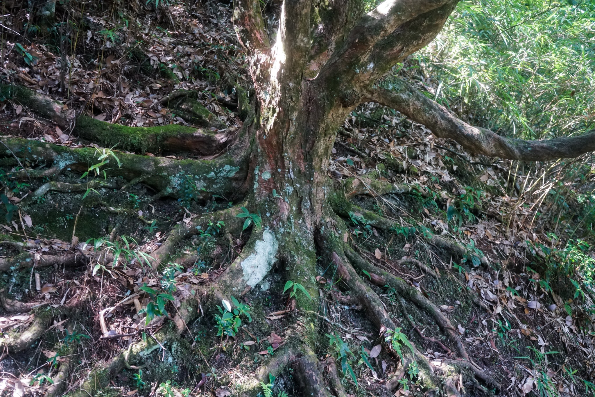 三清山自助遊攻略