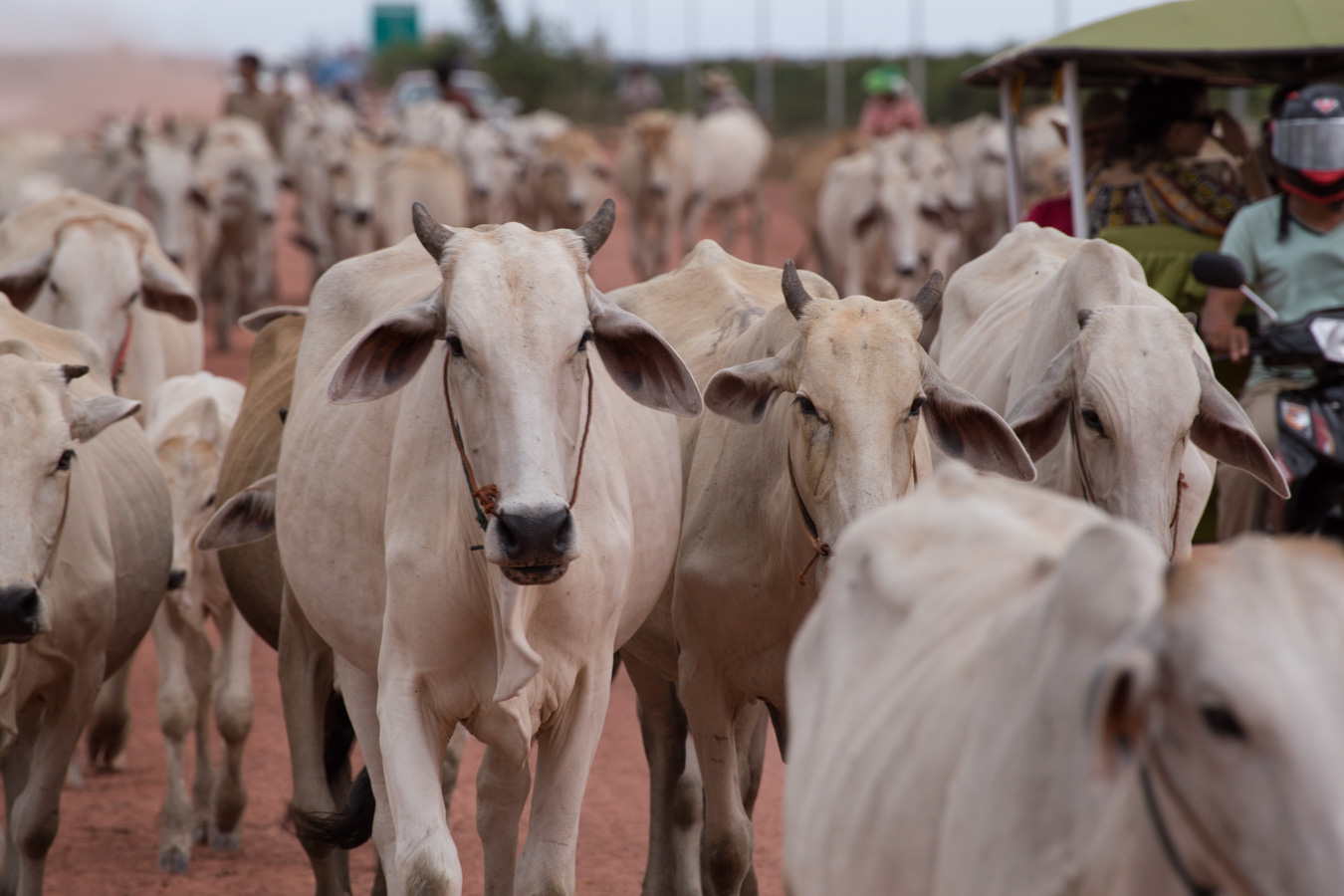 这次还遇到一群牛在赶路.