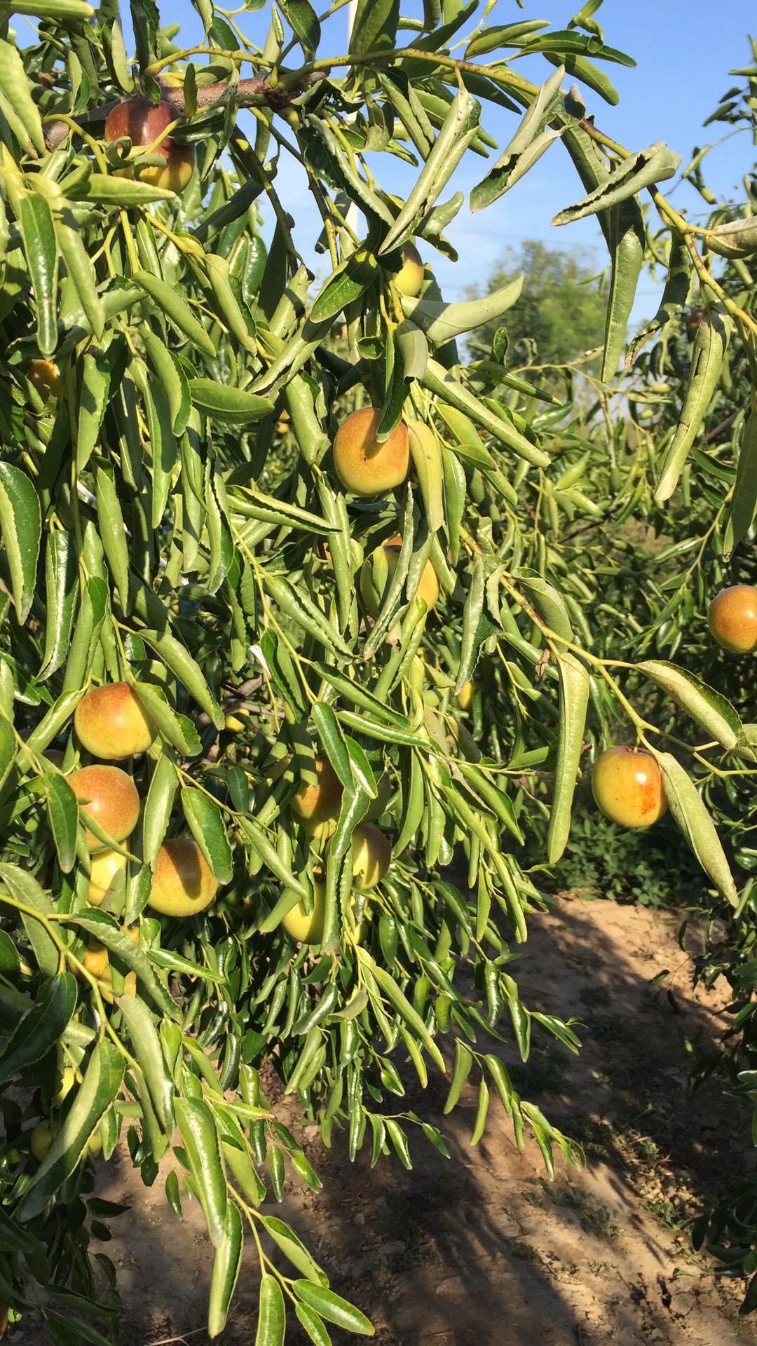 滨州沾化冬枣种植基地一趟游