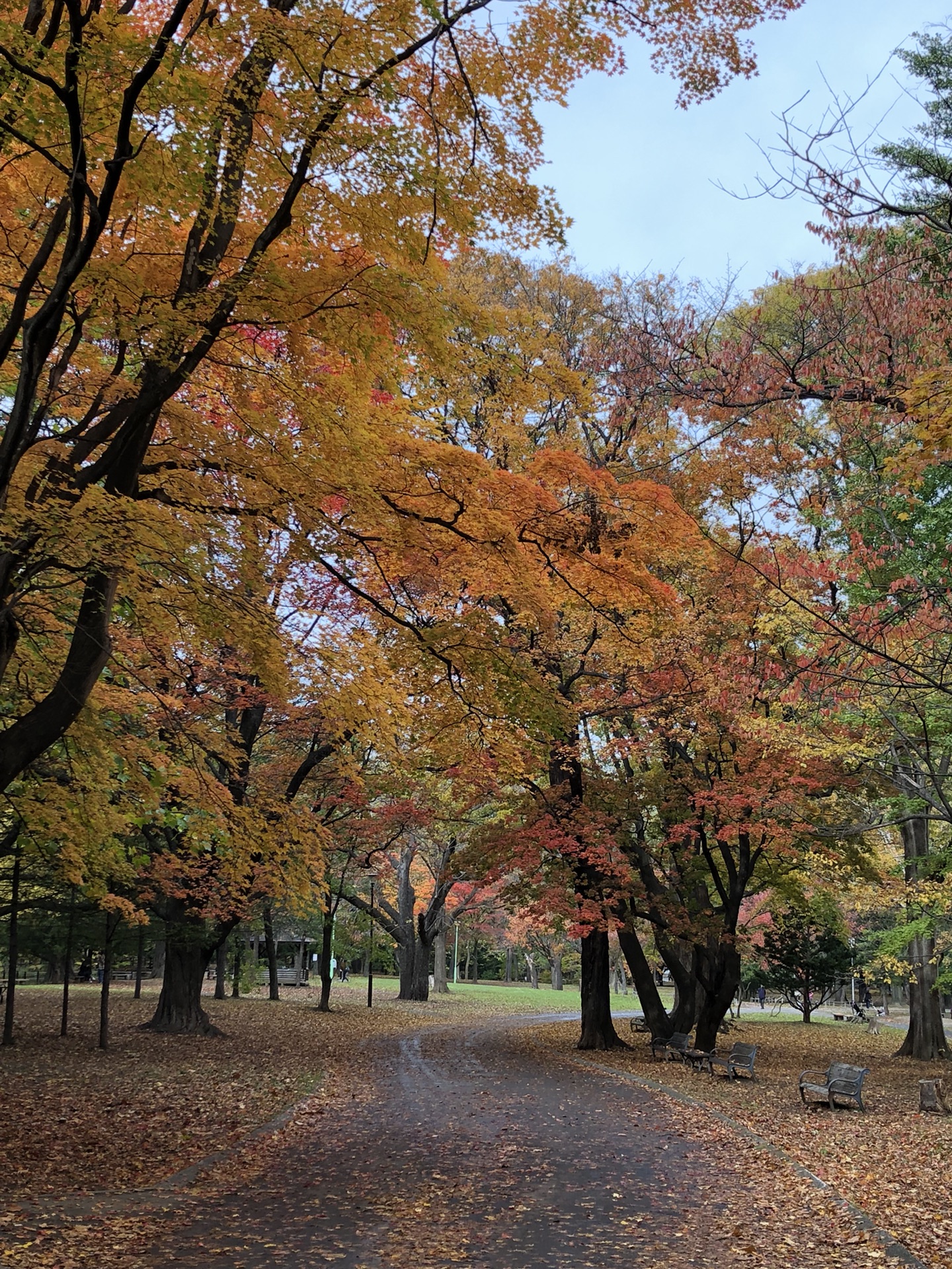 札幌自助遊攻略