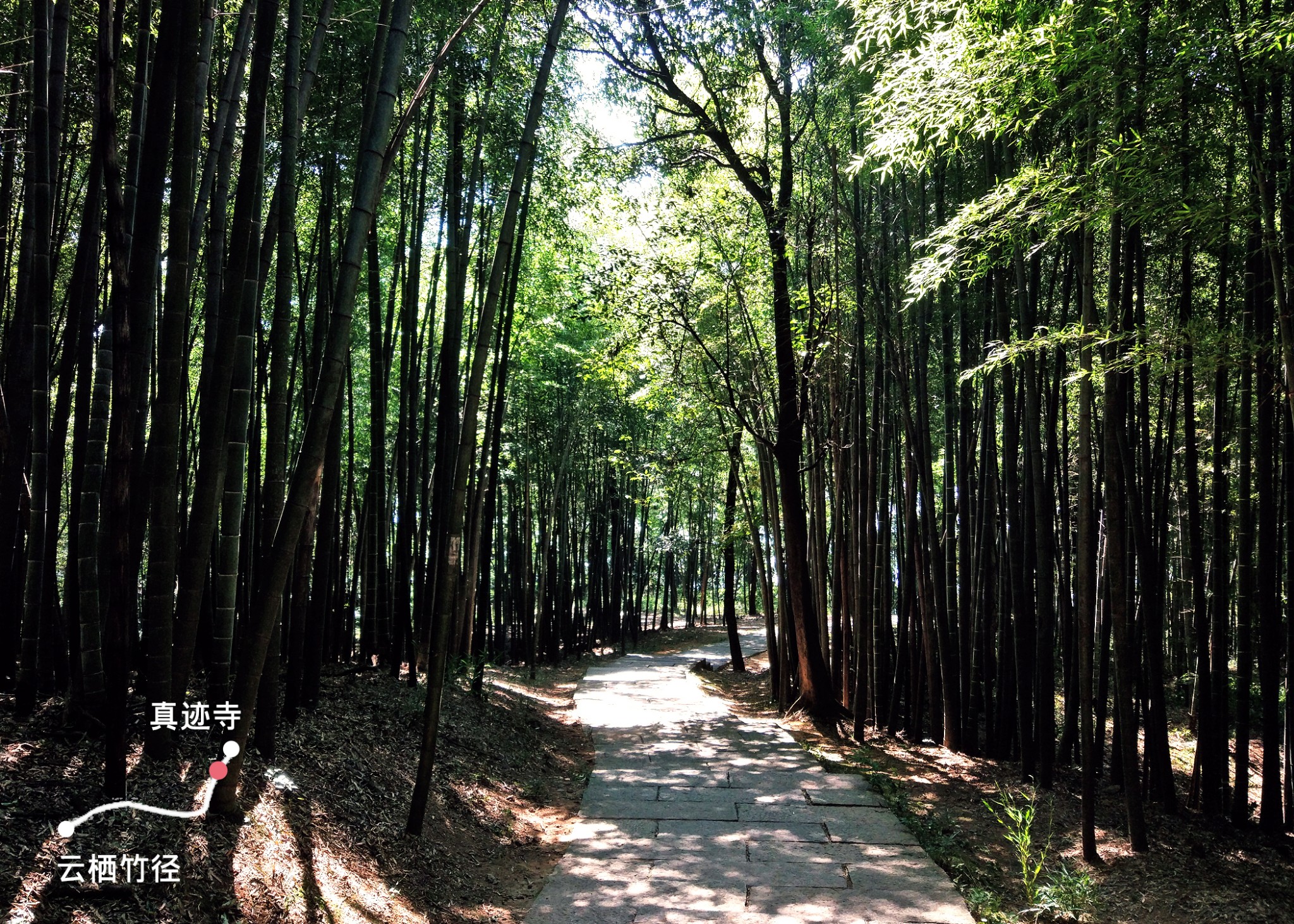 穿过竹林和茶园,远眺西湖,钱塘江-我在古道十里琅璫