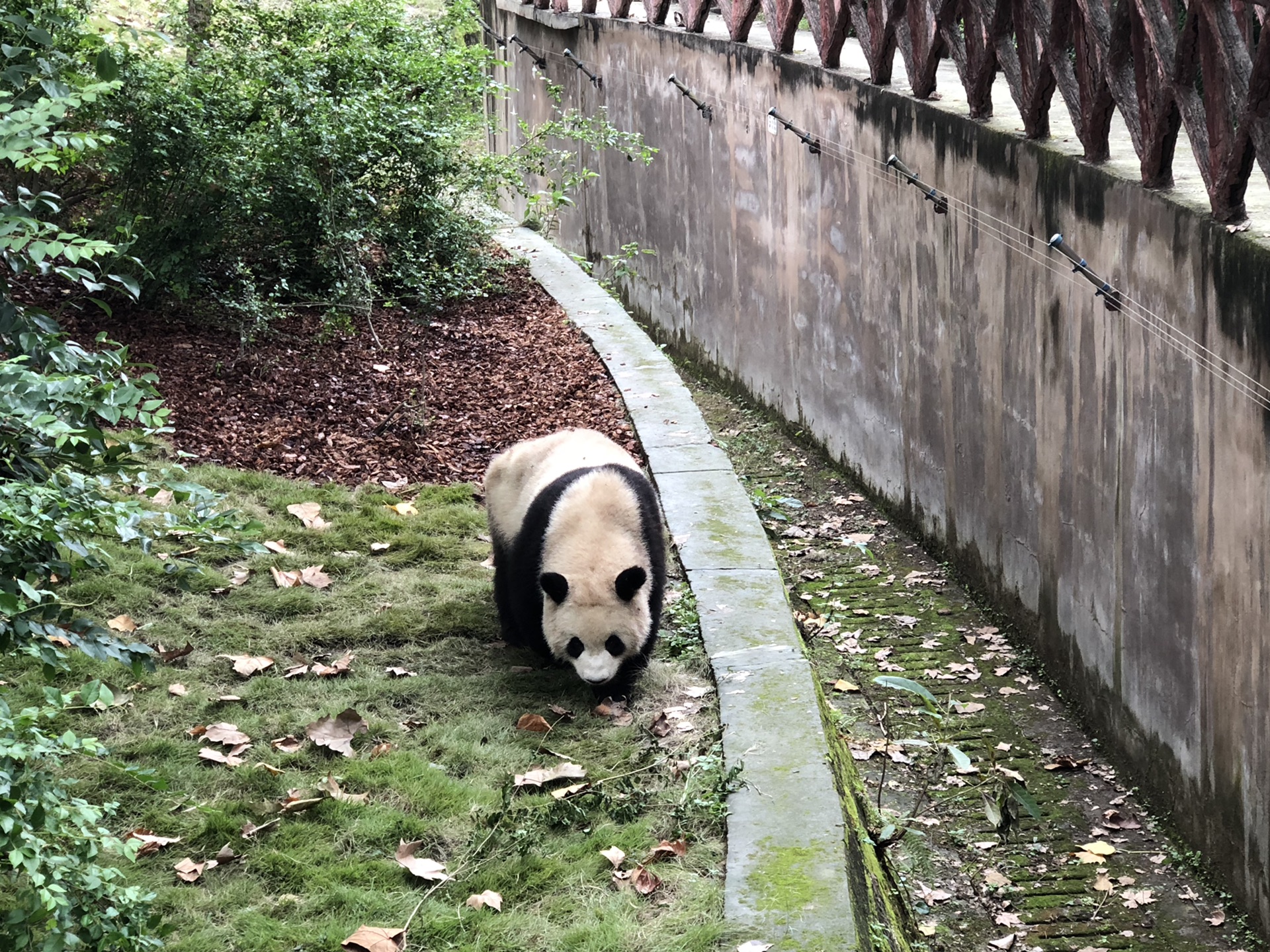 成都自助遊攻略