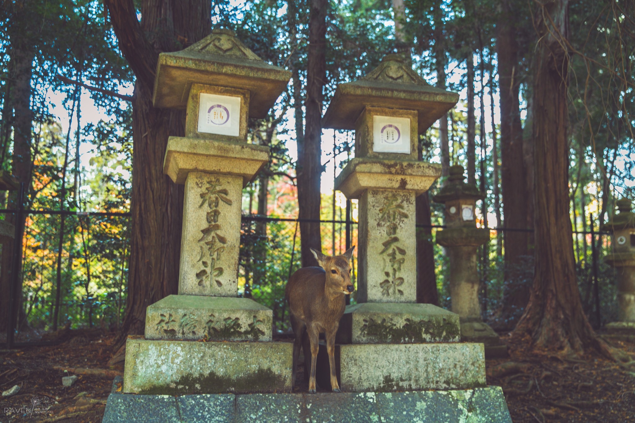 京都自助遊攻略