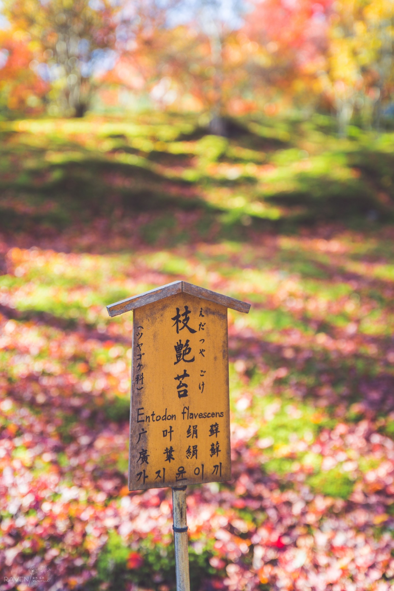 京都自助遊攻略