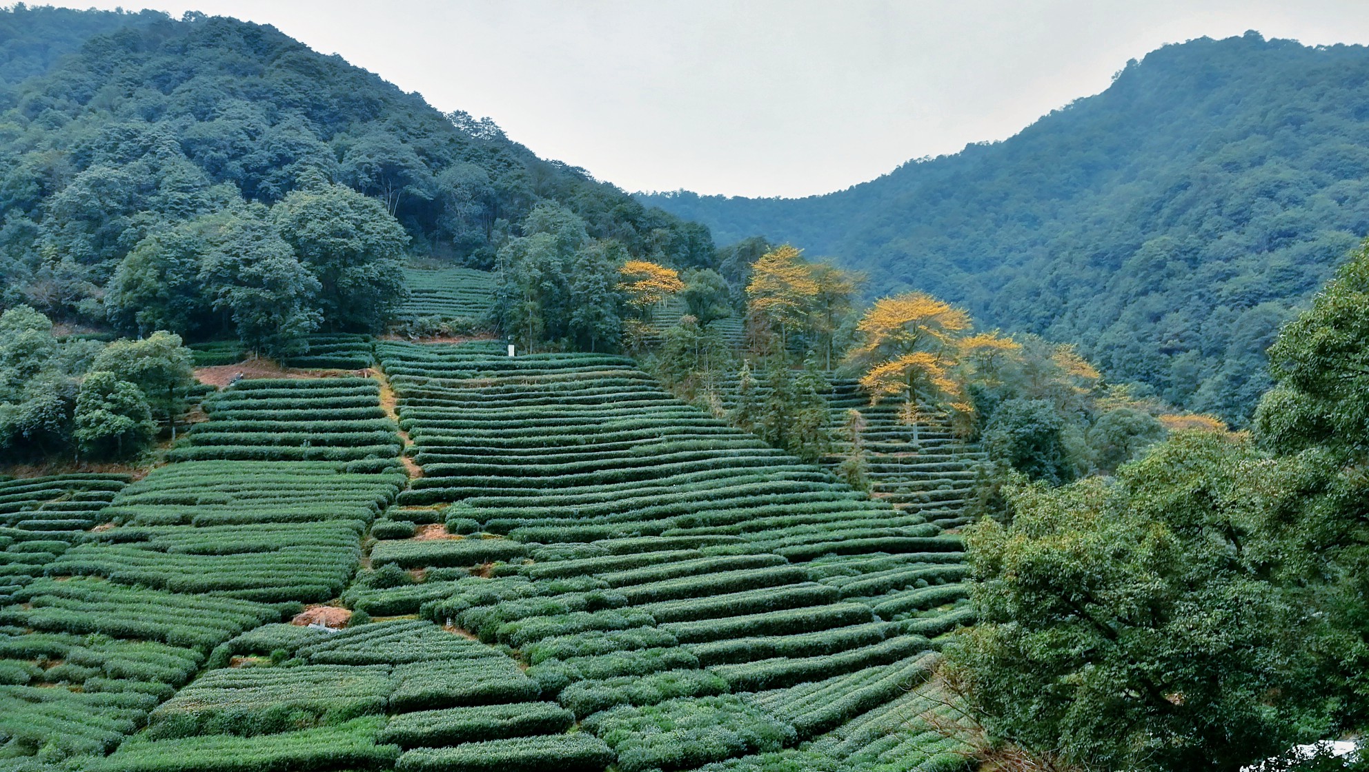 梅家坞茶文化村攻略 梅家坞茶文化村门票 地址 梅家坞茶文化村景点攻略 马蜂窝