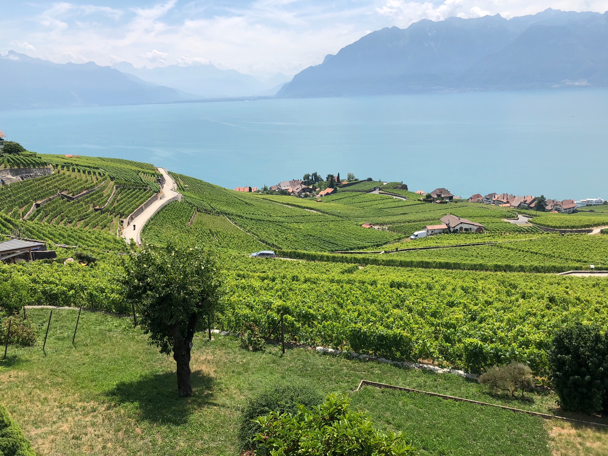 拉沃葡萄园梯田