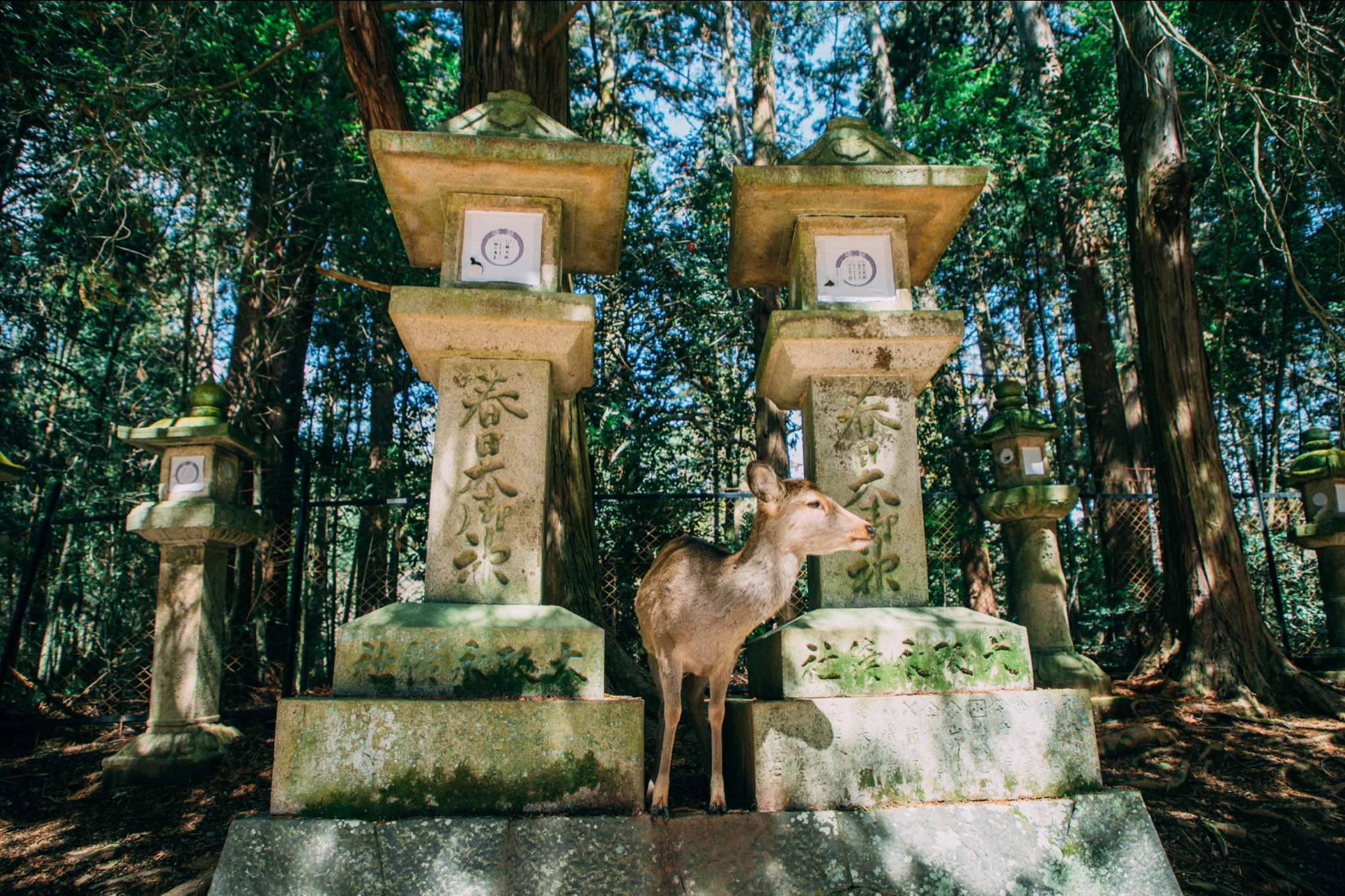 京都自助遊攻略