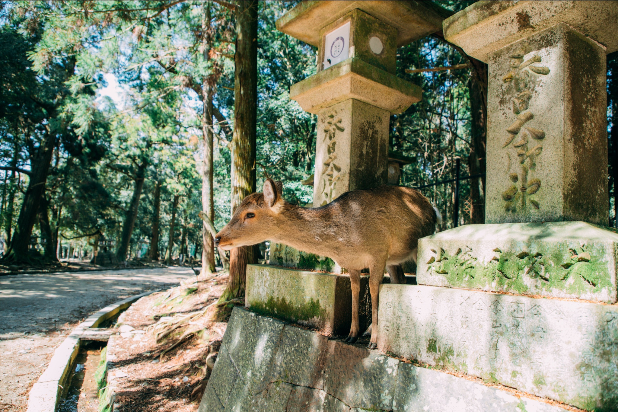 京都自助遊攻略