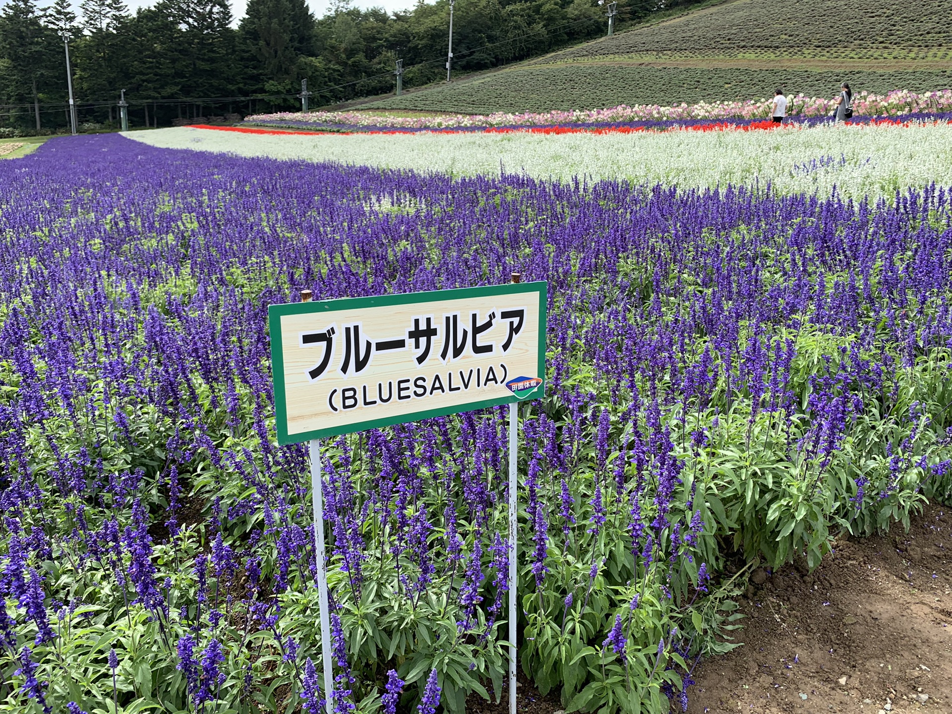 北海道自助遊攻略