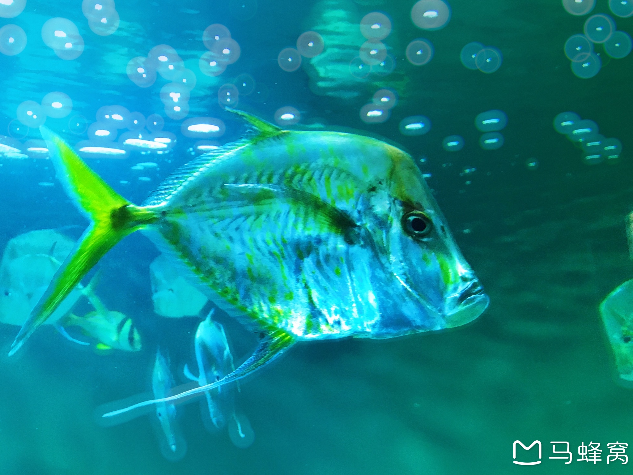 葛西临海水族园攻略 葛西临海水族园门票 地址 葛西临海水族园景点攻略 马蜂窝