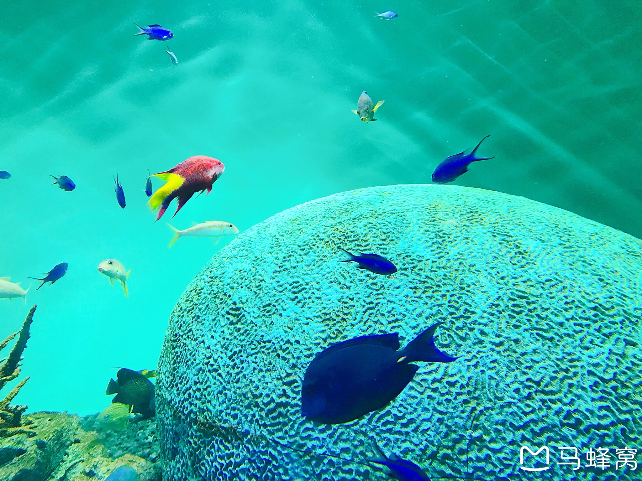 葛西临海水族园攻略 葛西临海水族园门票 地址 葛西临海水族园景点攻略 马蜂窝