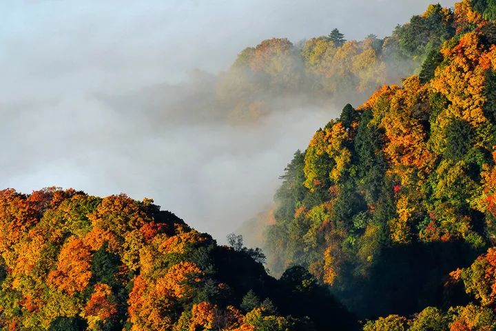 tips 地址:巴中市南江县光雾山镇 门票