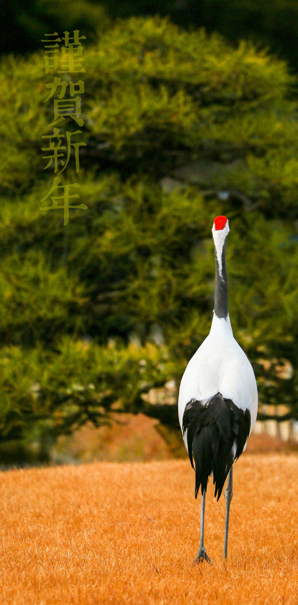 日本最級 鶴くび大蕪 4 備前焼 asakusa.sub.jp