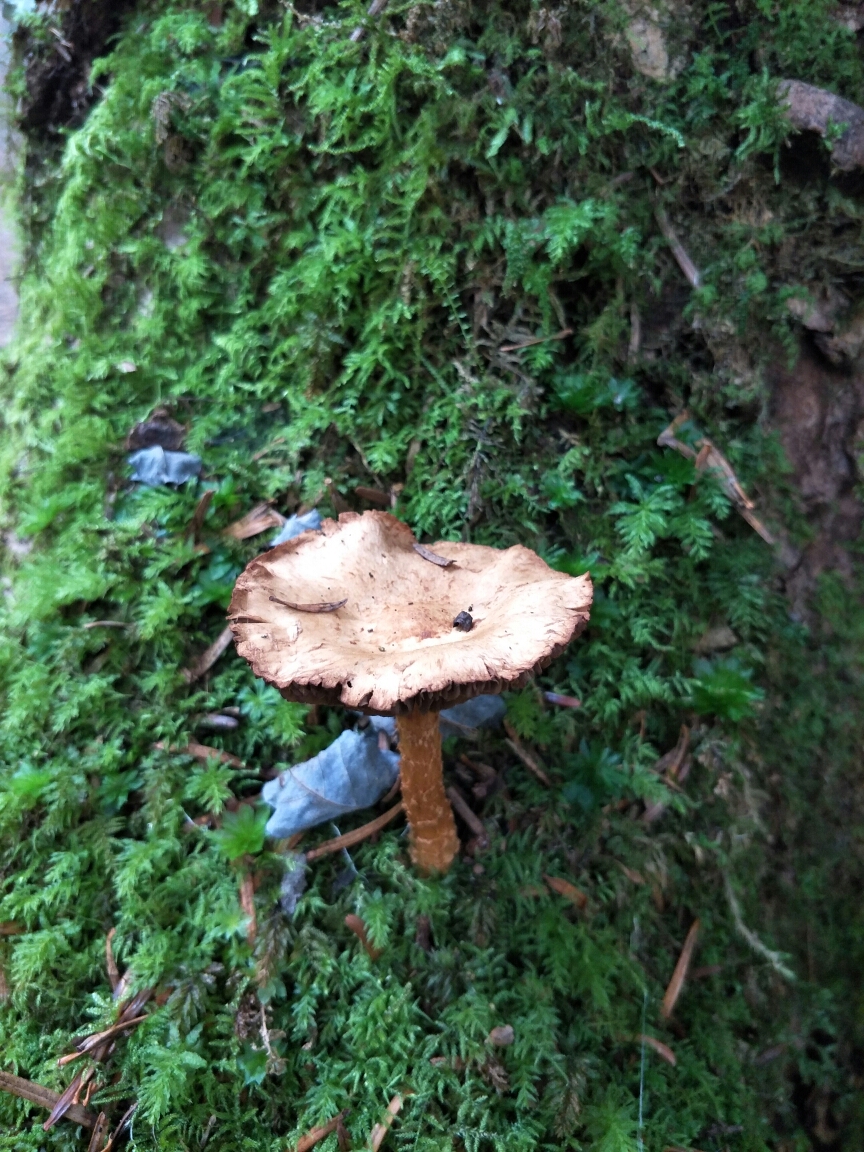 雨崩自助遊攻略