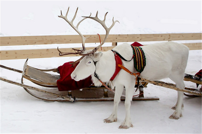 芬兰罗瓦涅米驯鹿农场一日游酒店接送英语导游零食和热果汁芬兰姜饼在