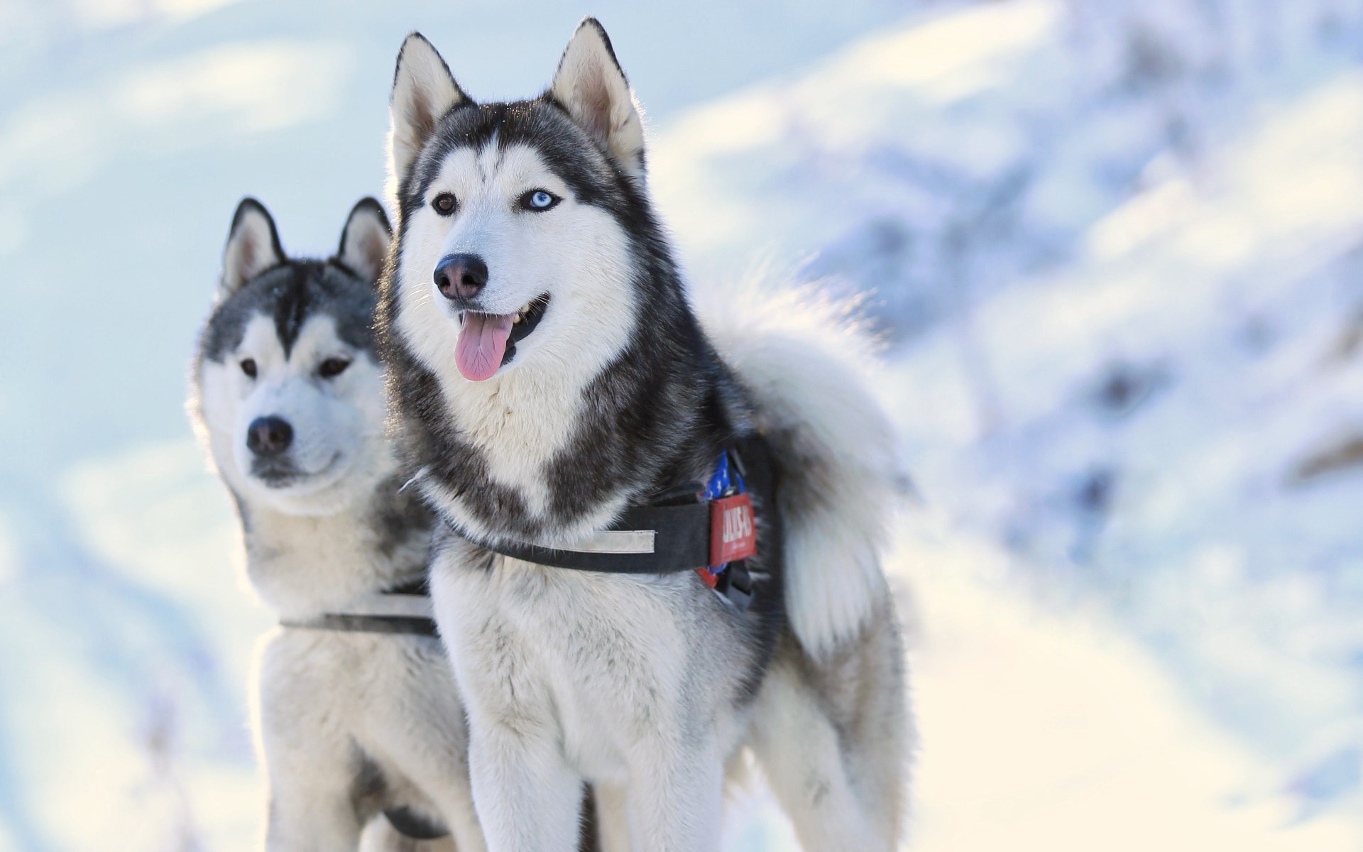 畅玩拉普兰 欧娜斯森林观景 深度日游 ￥ 1458 价格说明 优惠信息