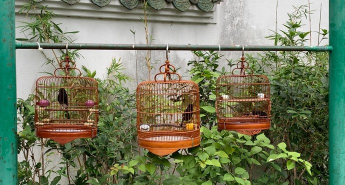 园圃街雀鸟花园