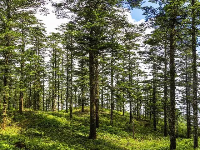 上金顶,拍萌猴,看大佛:两天时间带你吃透峨乐