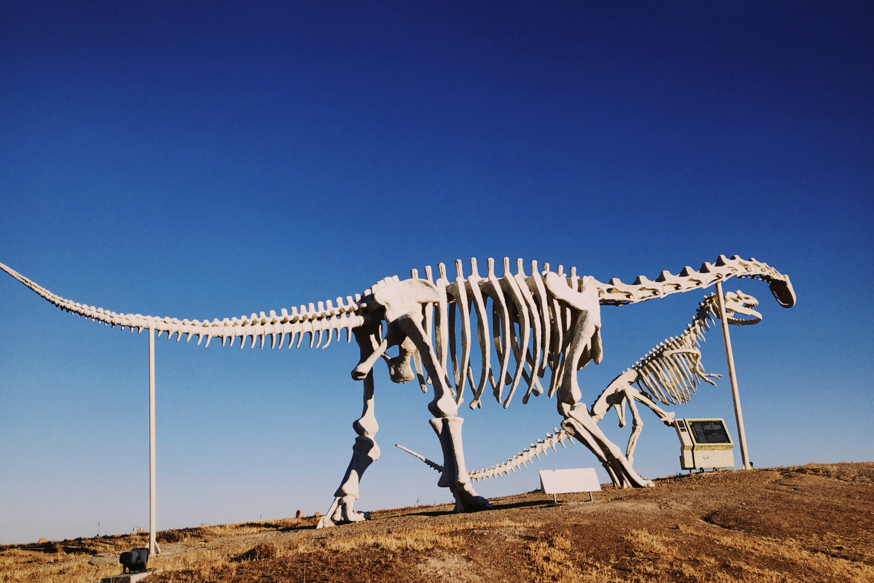 二连浩特恐龙故里