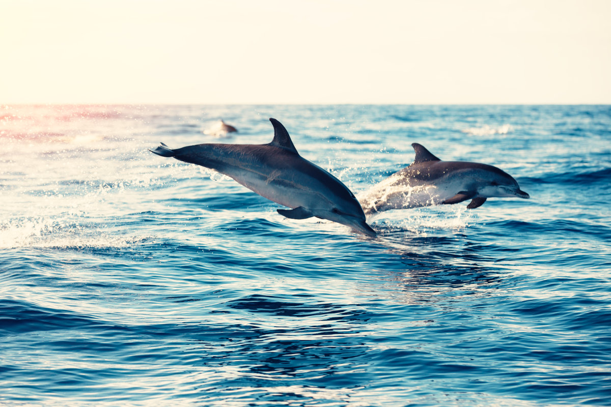 巴厘岛罗威纳 追逐野生海豚看日出一日游 探索大海精灵之旅 (专车接送