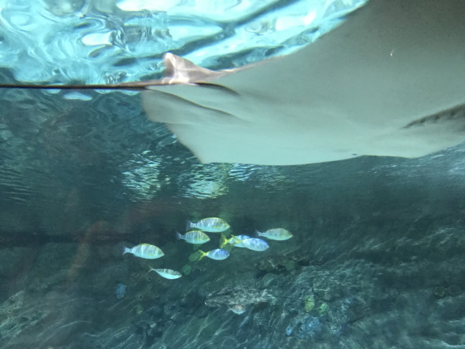 海洋公园视频游玩攻略 wKgED1uInm-AEVgDAAkrS5bxTUs00.jpeg?imageView2%2F2%2Fw%2F680%2Fq%2F90%7CimageMogr2%2Fstrip%2Fquality%2F90