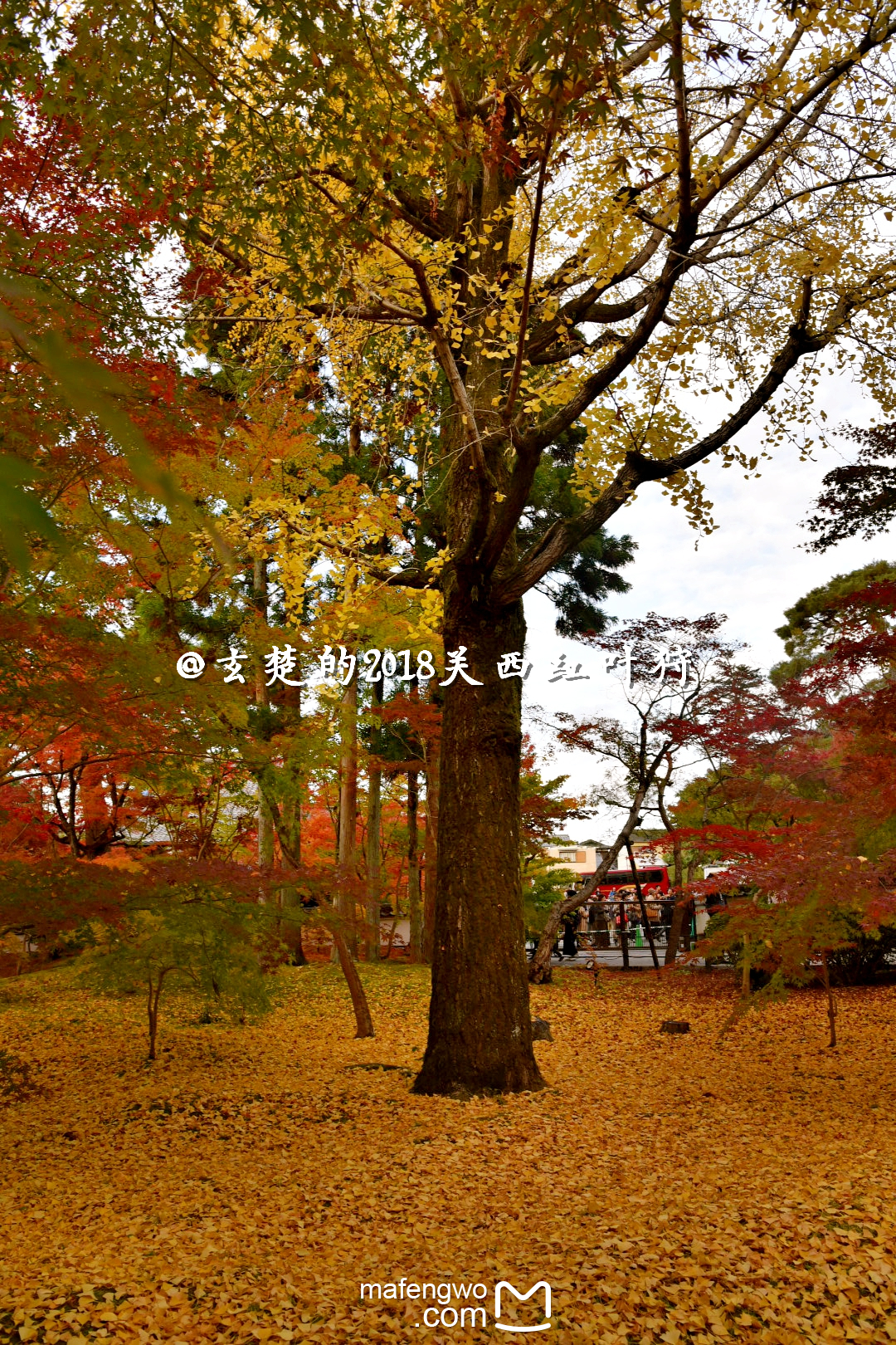 全美圖11月日本關西紅葉狩——奈良,環球影城,高野山,京都(紅葉名所