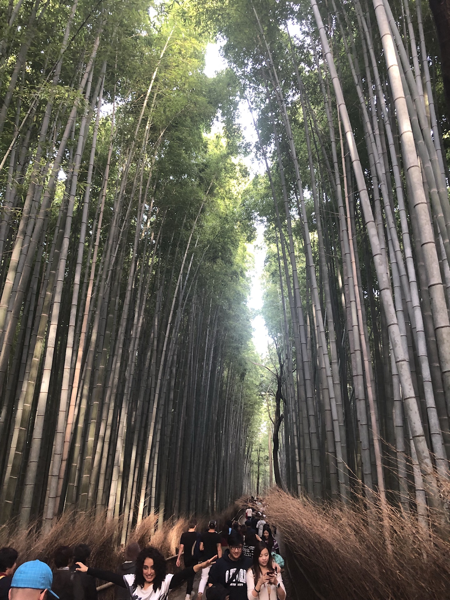 京都自助遊攻略