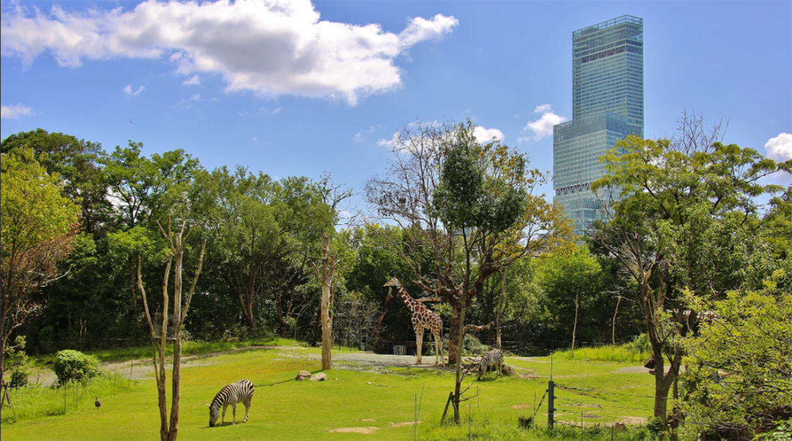 大阪天王寺动物园,它是日本第三个动物园,历史悠久,占地面积广,园内