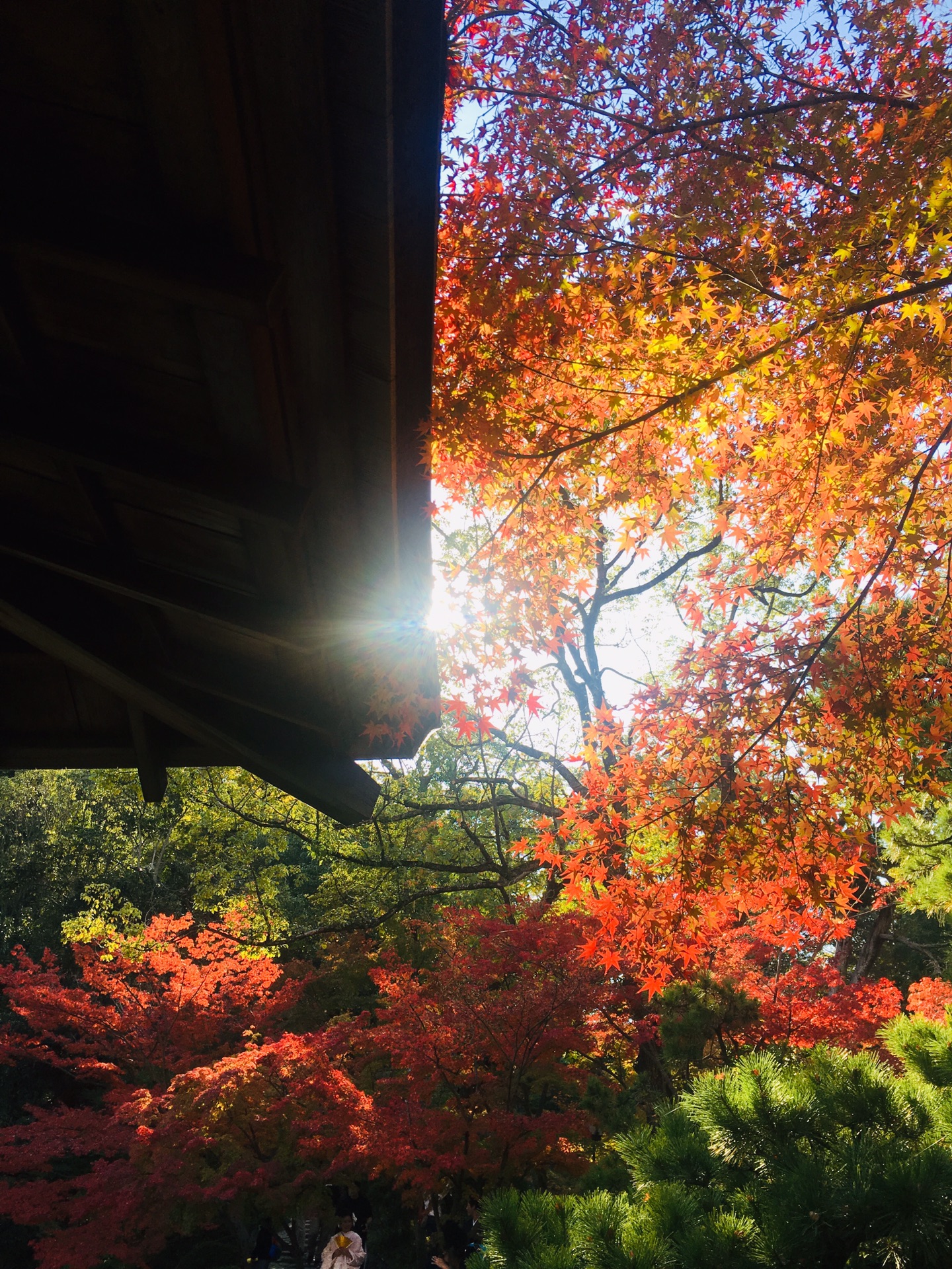 京都自助遊攻略