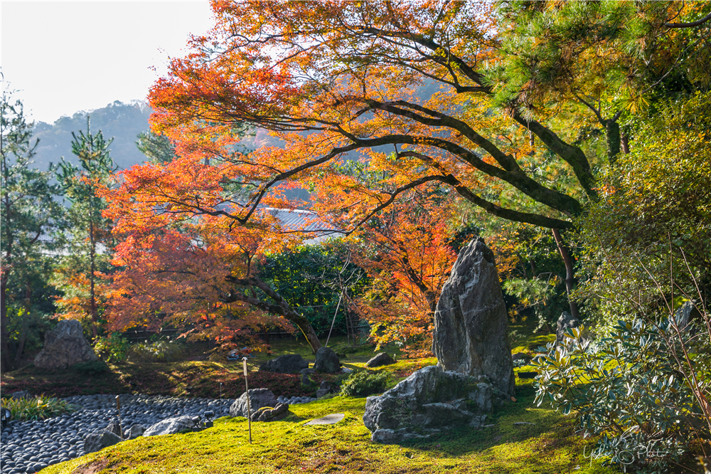 京都自助遊攻略