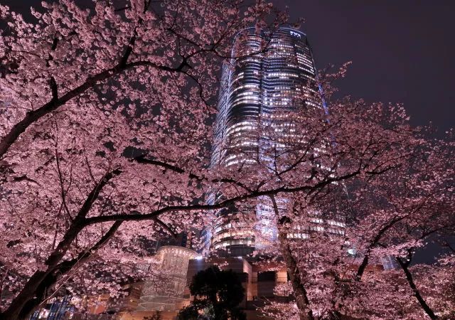 首都圈10个小众赏樱地 答应我看樱花别再去跟人挤了