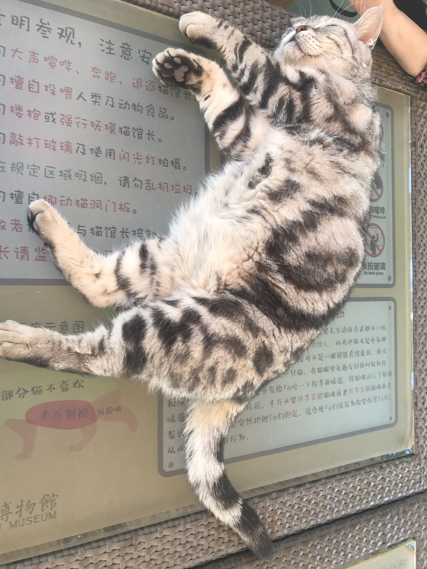 观复博物馆-观复猫