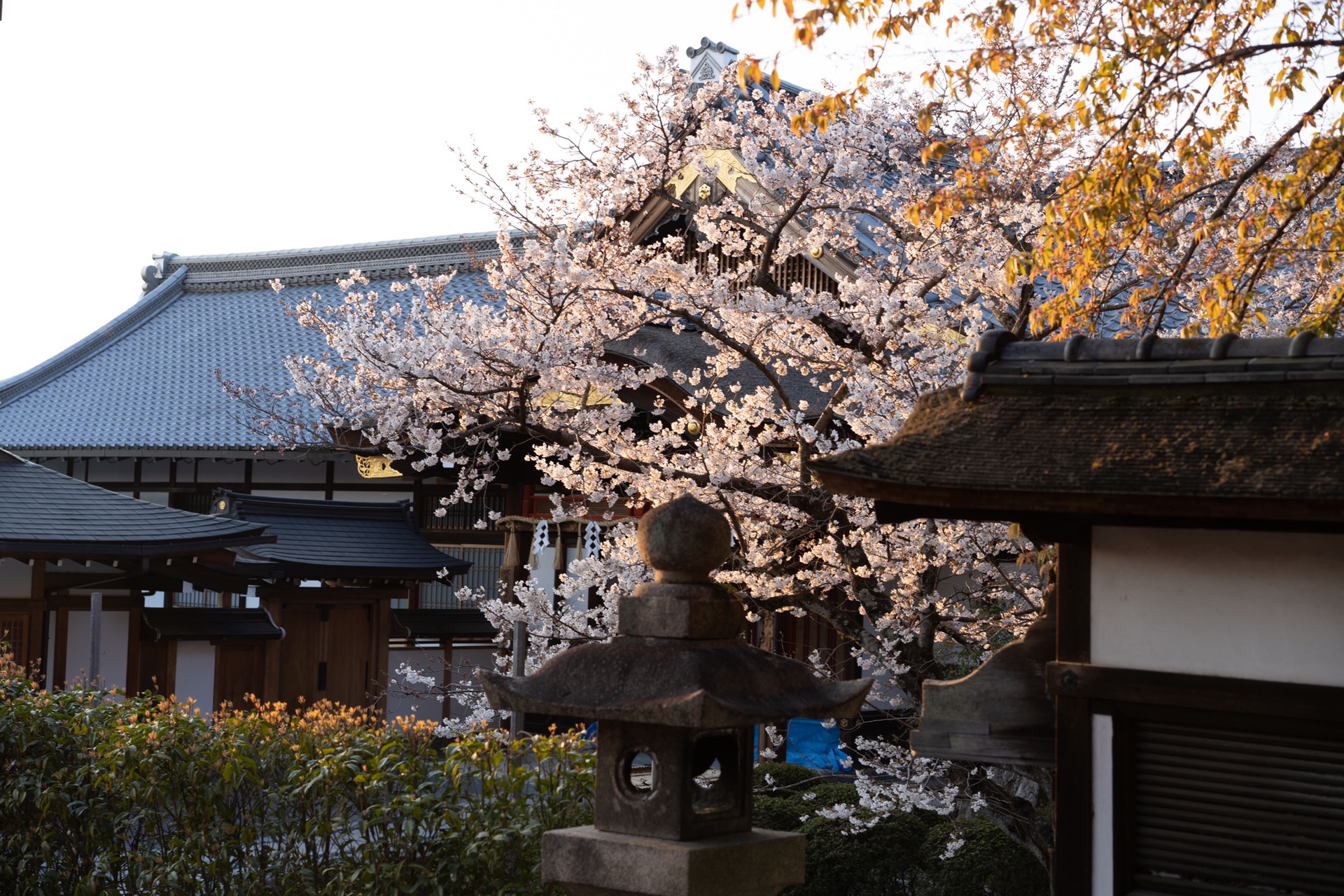 京都自助遊攻略