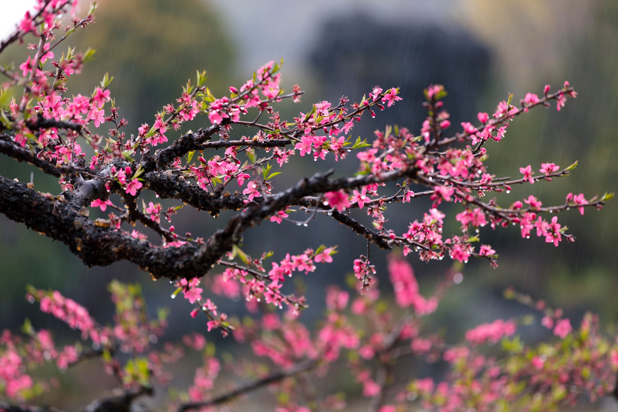 2019·連平·一場美戀的桃花雨