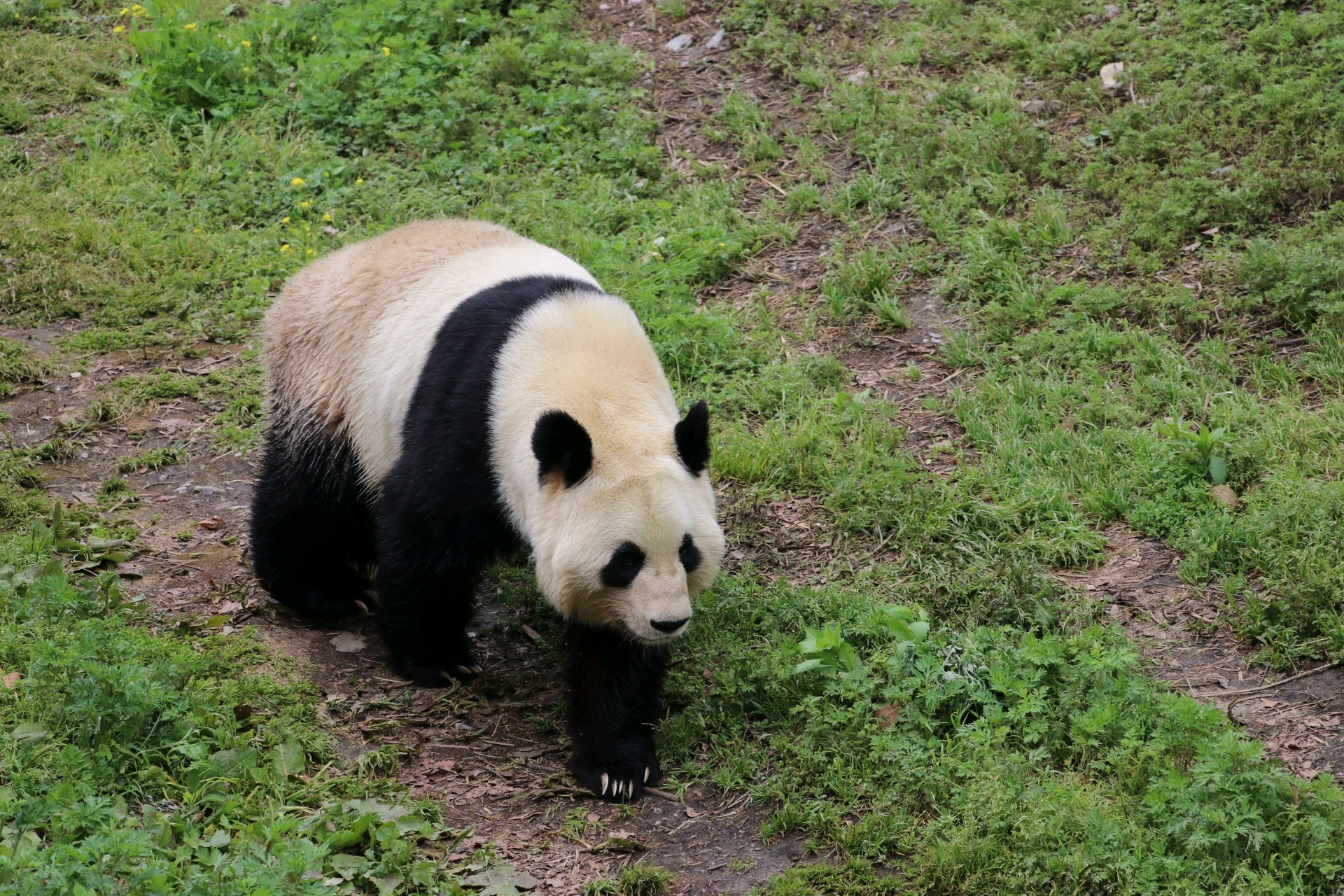 Wolong panda Reserve