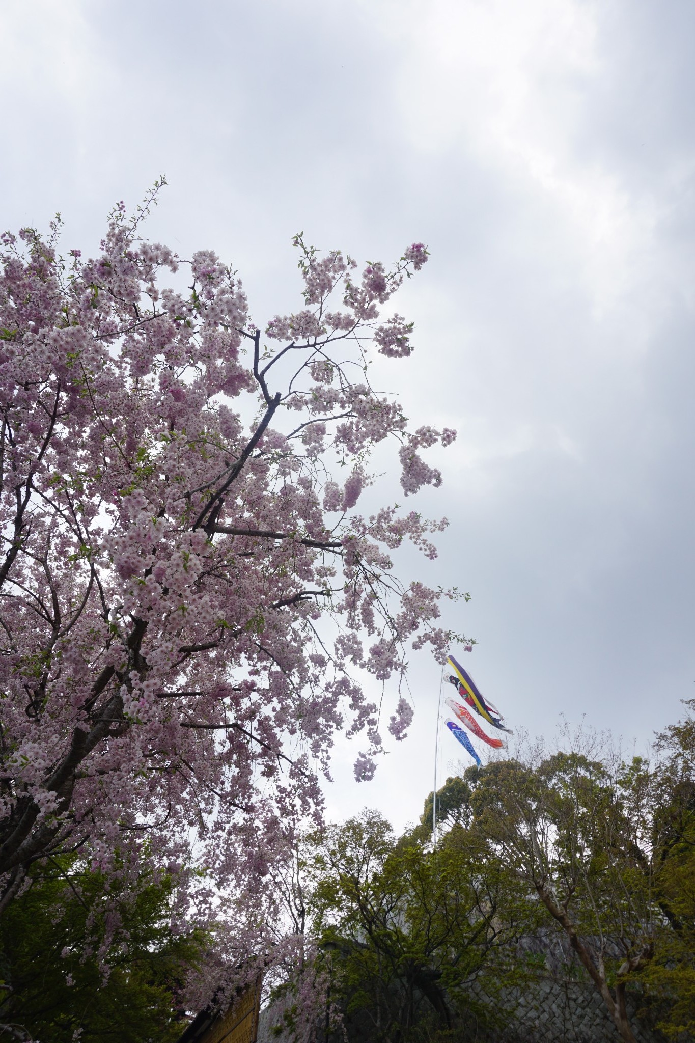 京都自助遊攻略