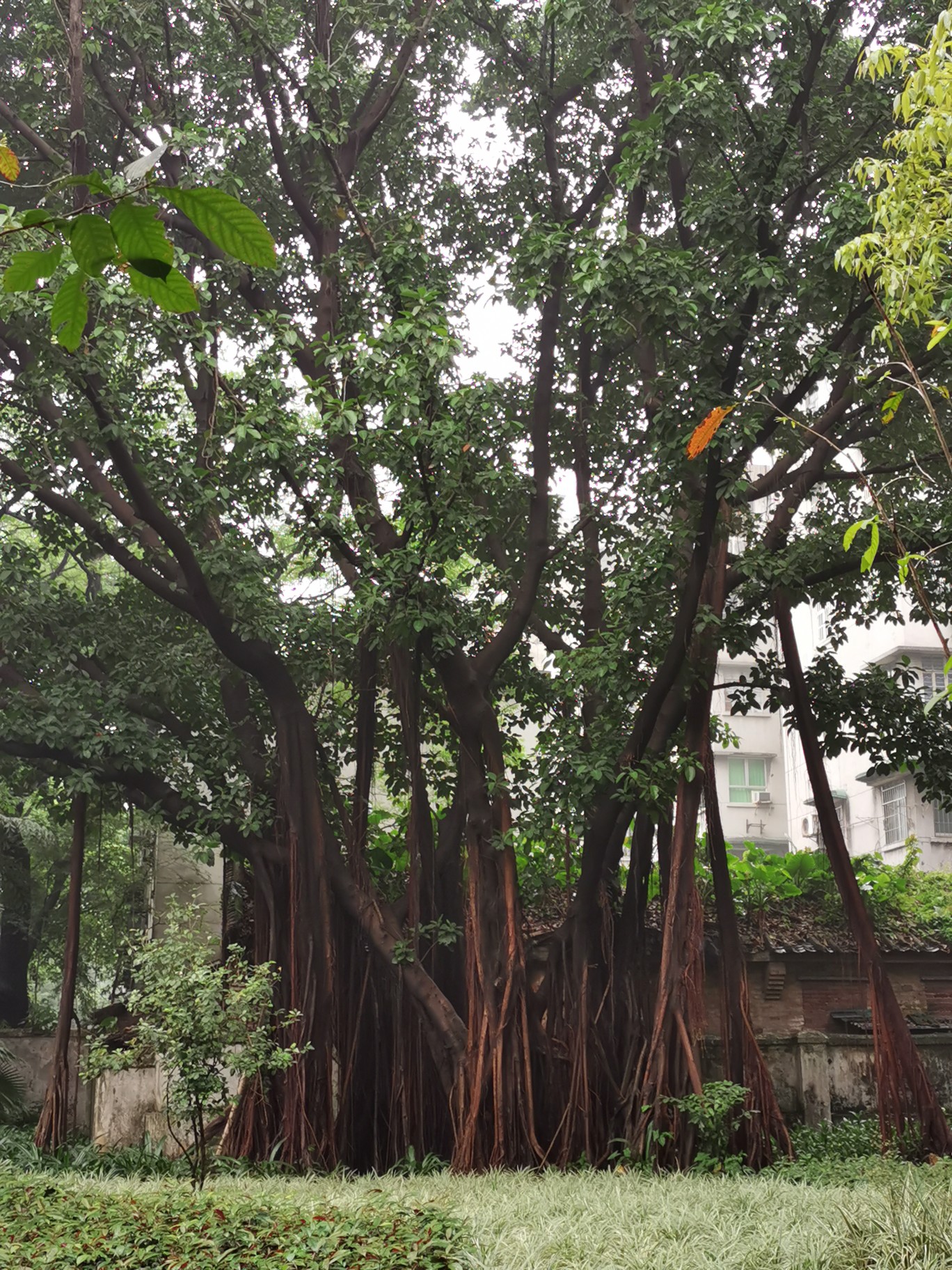 广州西焦生态公园