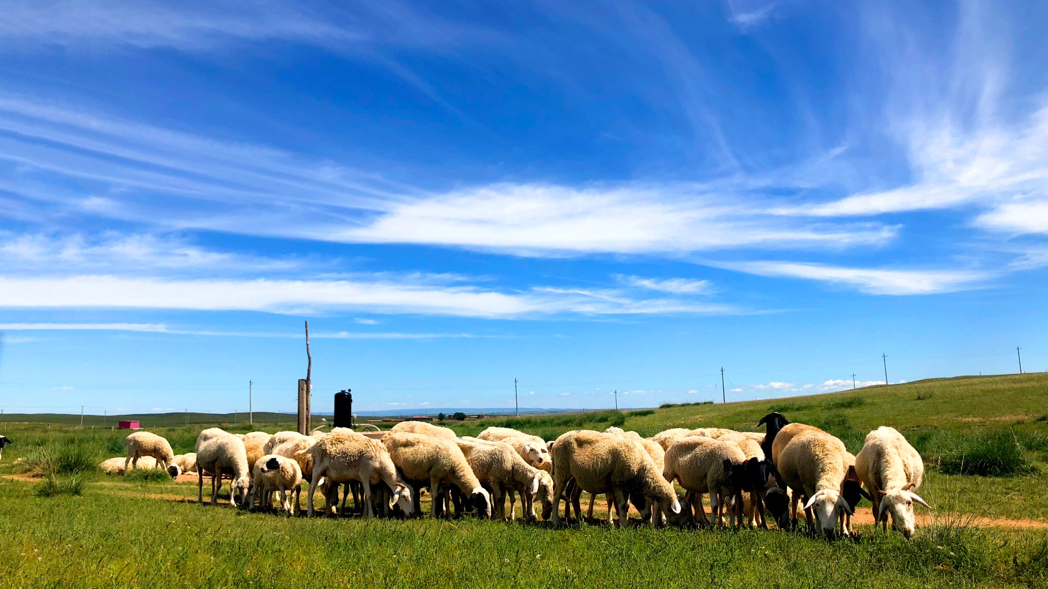 内蒙古●希拉穆仁大草原|生活篇_游记