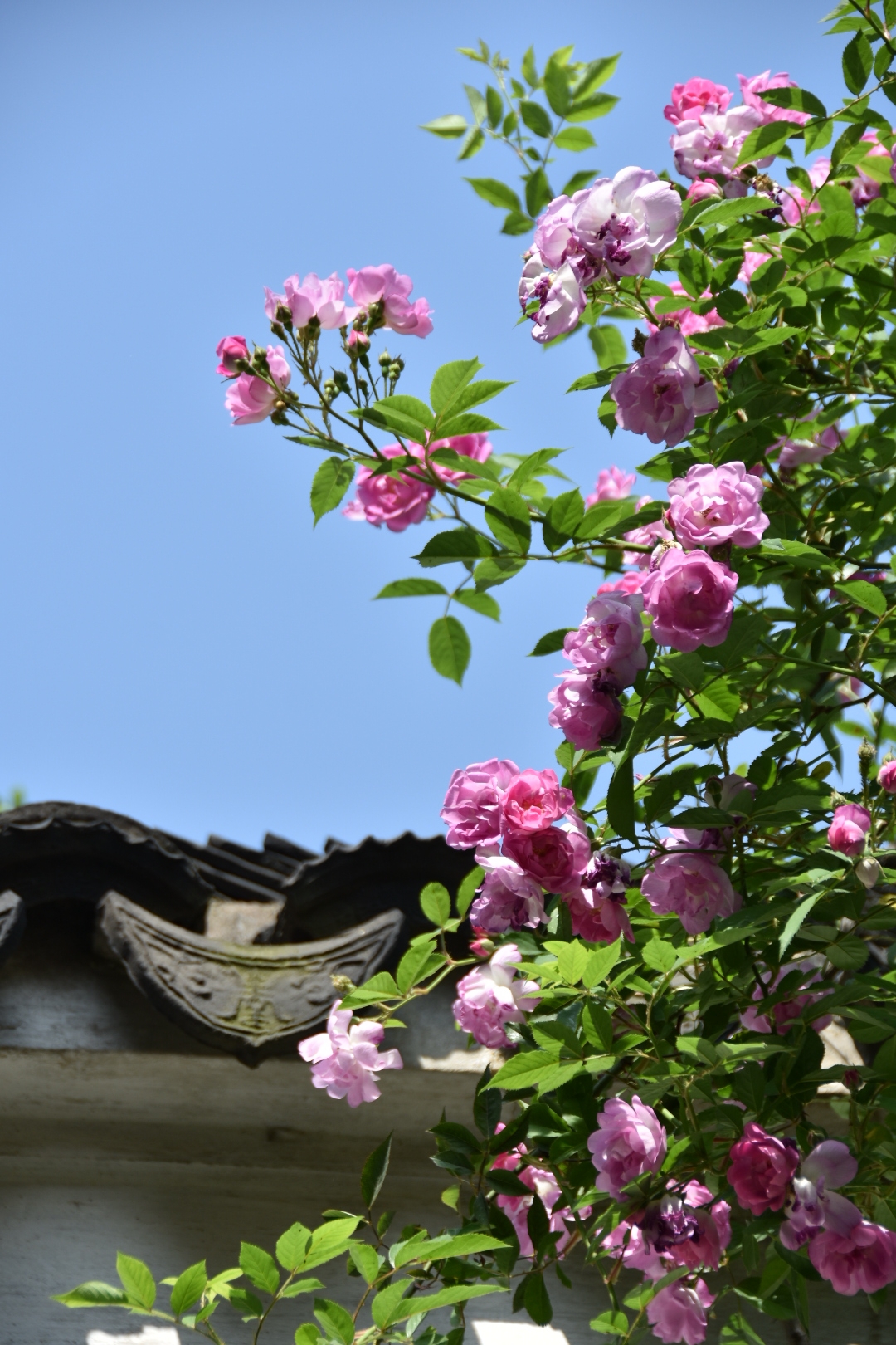 一架蔷薇满园香____艺圃蔷薇