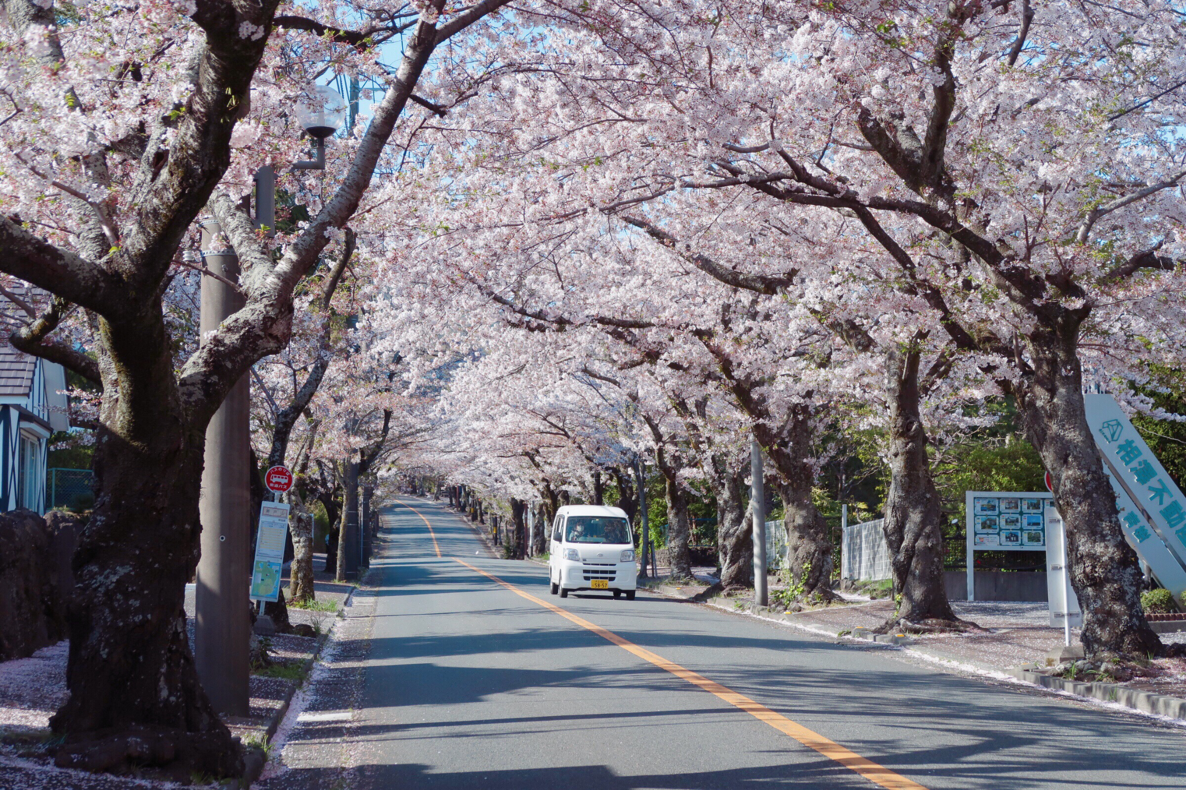 伊豆高原场樱花树攻略 伊豆高原场樱花树门票 地址 伊豆高原场樱花树景点攻略 马蜂窝