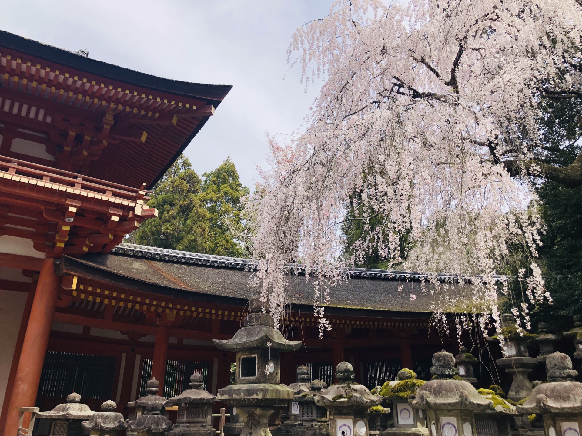 京都自助遊攻略