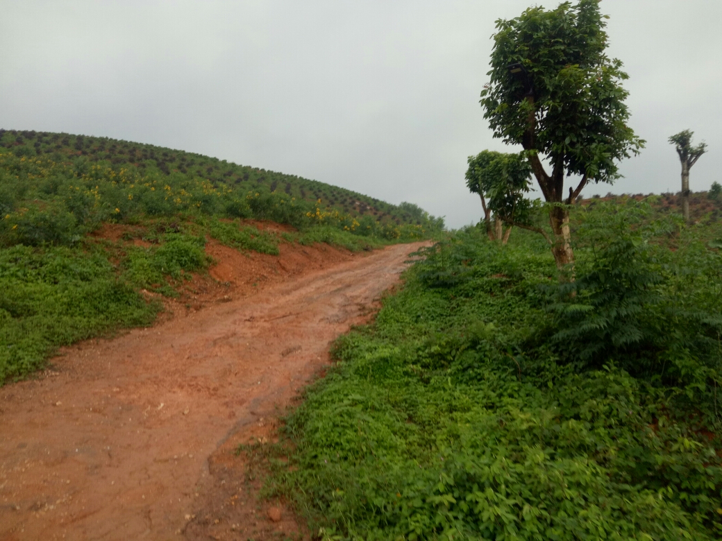 201954早起宝圩巷口榕泉初识那务星谷银湾