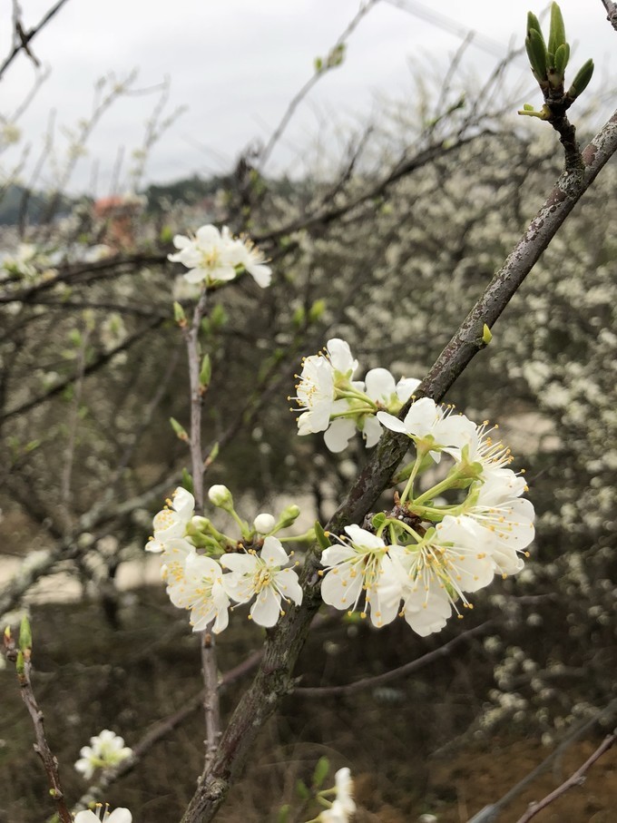 福州永泰红星村